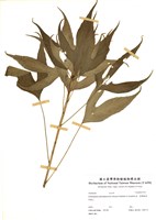 藏品(臺灣樹參)的圖片